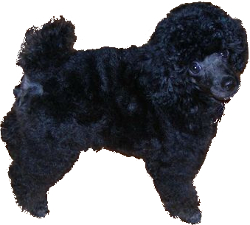 Toy Poodle Miniature Poodle Mix image