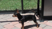 Miniature Pinscher Chihuahua