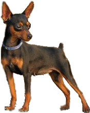 mini pinscher chihuahua