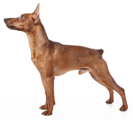 Miniature Pinscher pros and cons