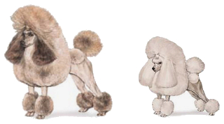 Miniature Poodle vs Toy Poodle