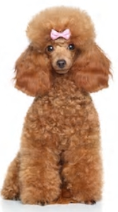 Miniature Poodle vs Standard Poodle