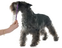 Miniature Schnauzer grooming