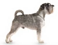 Miniature Schnauzer pros and cons