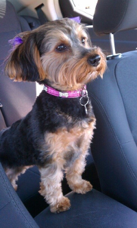 yorkie with maltese