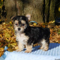 Morkie potty training