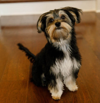 Morkie dog image