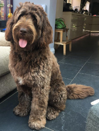 Poodle mixed with other breeds