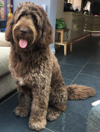 newfoundland dog and poodle mix