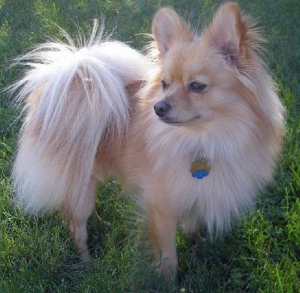 Papillon Pomeranian mix image