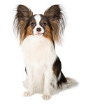 Papillon pros and cons