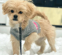 pekingese cross poodle