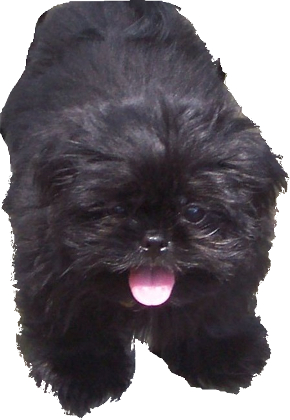 Pekingese Shih Tzu cross image