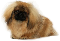 Pekingese vs Shih Tzu