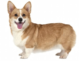 Pembroke Welsh Corgi vs Cardigan Welsh Corgi