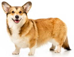 daschund corgi