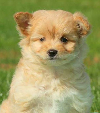 poodle mixed with a pomeranian