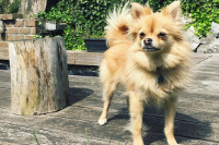 Pomchi dog image