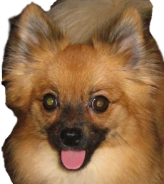 Pomeranian Chihuahua mix image