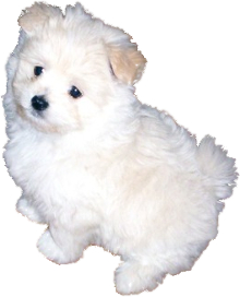 Pomeranian Maltese mix image