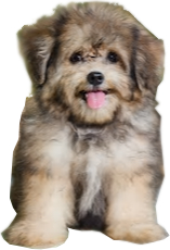 shih pomeranian