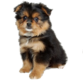 Pomeranian Yorkie mix image