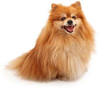 Pomeranian vs Yorkie