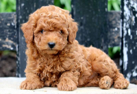 Poochon dog image