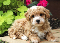 Poodle Bichon mix