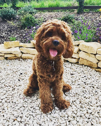 Poodle Cocker Spaniel mix