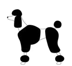 Poodle grooming styles: Bolero clip