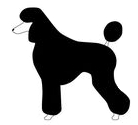 Poodle Puppy clip image