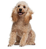 Poodle pros and cons