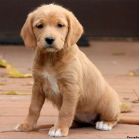 beagle standard poodle mix