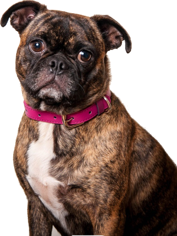 Boston Terrier Pug mix image