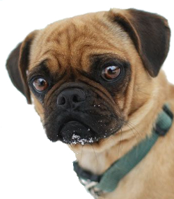 Boxer Pug mix image