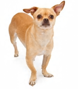 Pug Chihuahua mix