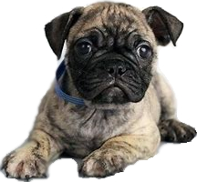 are pugs and french bulldogs similar