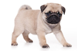 Owning a Pug pros and cons