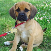 Puggle pros and cons