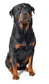 Rottweiler cons and pros
