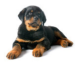 Rottweiler shedding