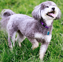Poodle mixed with other dog breed
