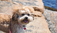 Shih Poo dog image