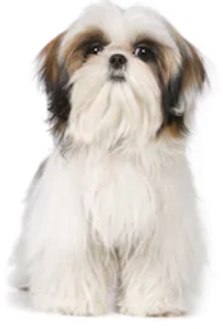 Shih Tzu lifespan