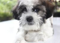 Shih Tzu Poodle mix