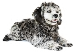 Shih Tzu Poodle mix