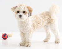 Shih Poo pros and cons