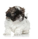 Shih Tzu temperament