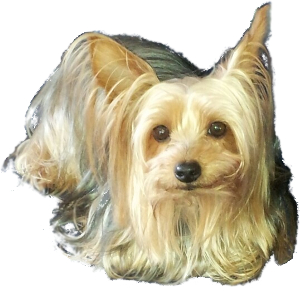 whats the difference between a silky and a yorkie